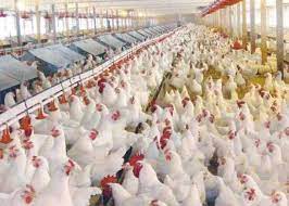 Egypt ready to export any quantity of poultry to Kuwait