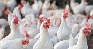 Move by suppliers to increase poultry prices