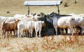Livestock farms rental fee hike irks farmers